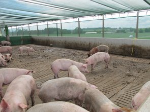 L’aire de sortie des porcs en engraissement (identique à celle des porcs en finition), le lisier se trouve sous les caillebotis 