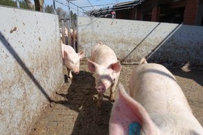 Mastschweine, ca. 70 kg schwer, im Auslauf