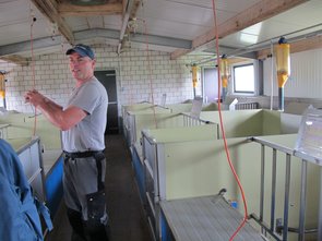 L‘agriculteur Armin Scherrer dans le bâtiment des truies