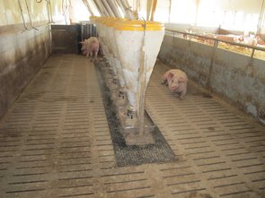 Les mangeoires d’alimentation sèche des porcs en finition