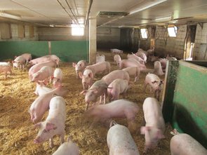 Les porcs en pré-engraissement dans l’aire de repos 