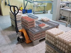 Œufs prêts à être transformés. Les Gisi vendent environ 60% des œufs directement, le reste va à Migros.